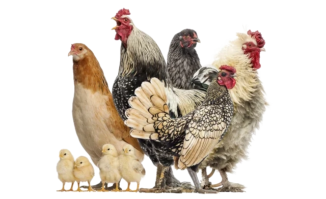 tavu aile